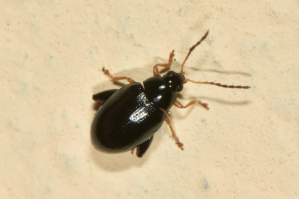 Chrysomelidae: Psylliodes sp.